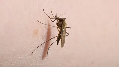 Фото самки малярийного комара 2024 года