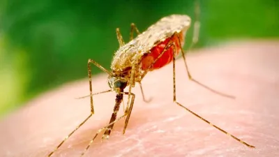 Новые фотографии самки малярийного комара