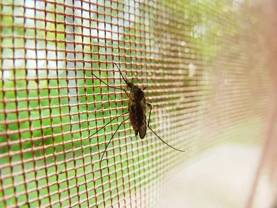 Картинка самки малярийного комара в хорошем качестве