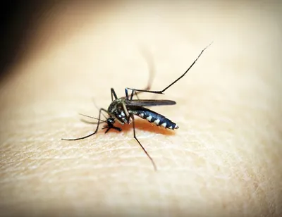 Фото самки малярийного комара для Instagram