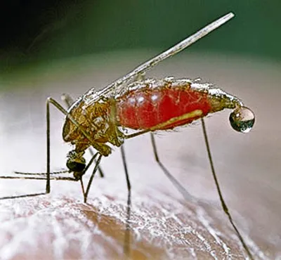 Фото самки малярийного комара для Photoshop