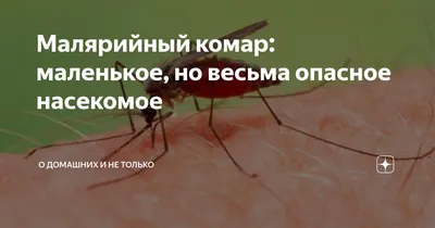 Фото самки малярийного комара в webp формате