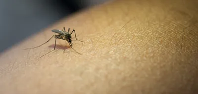 Фото самки малярийного комара для обложки