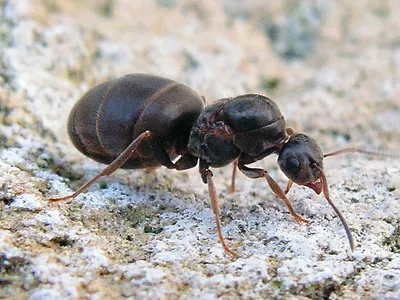 Фото самки муравья в формате JPG, PNG, WebP