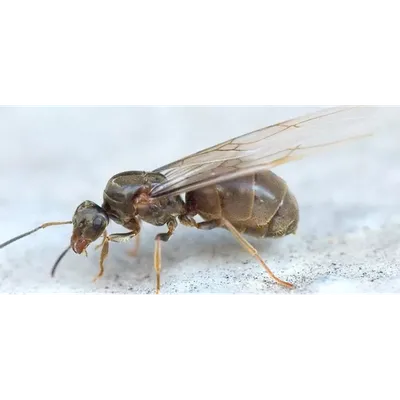 HD фото самки муравья: бесплатное скачивание