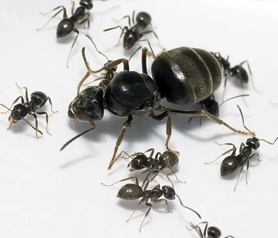 Самка муравья: изображения в хорошем качестве