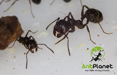 Взгляд на самку муравья: захватывающие изображения