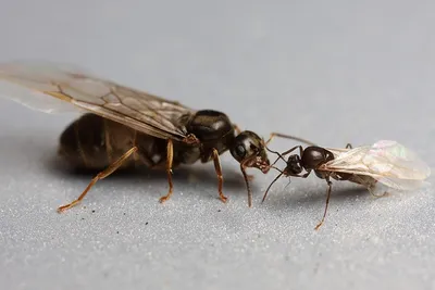 Уникальные изображения самки муравья для скачивания