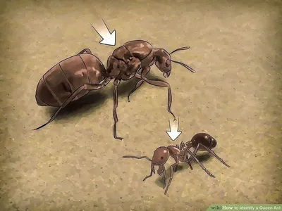 Картинки муравьев: новые фото в HD качестве