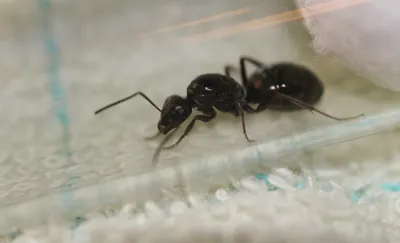 Самка муравья: удивительные фото в природе