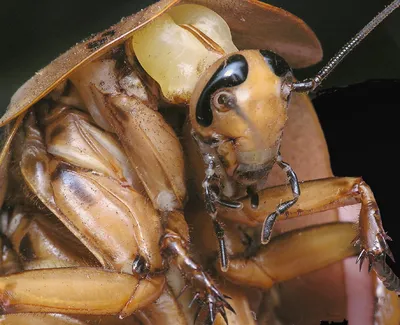Фото самки таракана для научных исследований