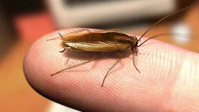 Фото самки таракана с использованием черно-белой техники