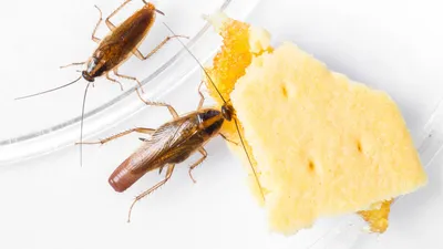 Взгляните на фото самки таракана и удивитесь ее уникальности