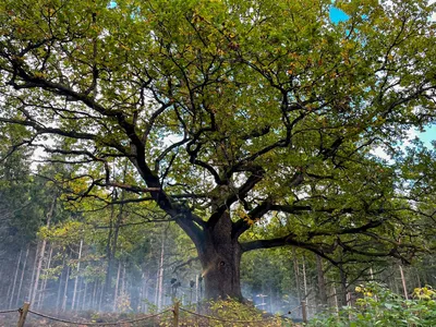 Запоминающееся дерево, чья красота остается в сердце, на этом фото