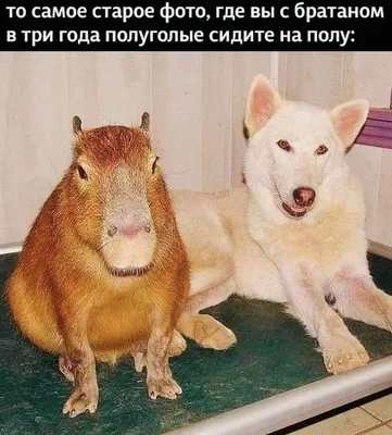 Неудержимый юмор на фото