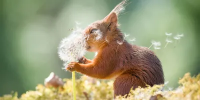 Фотография смешного животного для скачивания