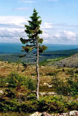 jpg изображение дерева, свидетеля эпох