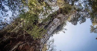 Фотография самого старого дерева на планете в HD