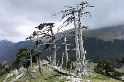 Самое старое дерево в мире: коллекция HD фотографий