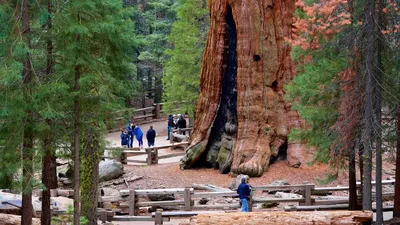 Изысканная красота самого старого дерева на фото