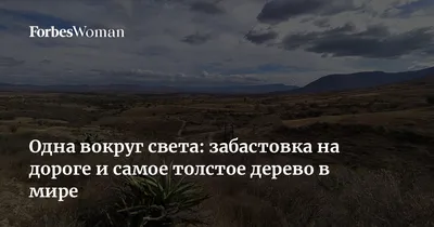 Уникальный снимок самого толстого дерева для фона рабочего стола