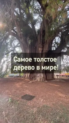 Фотки: самое толстое дерево в великолепном качестве gif