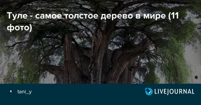 Уникальная фотография самого толстого дерева в мире: доступна на скачивание