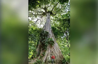 Неподъемная вершина: захватывающая фотография самого высокого дерева