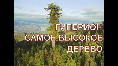 Фото на андроид самого высокого дерева в мире: бесплатно и в хорошем качестве.