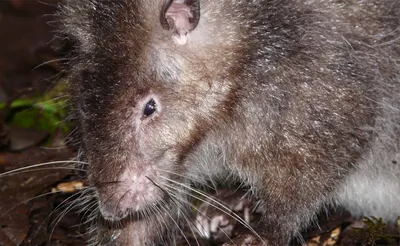 Крыса впечатляющих размеров на фотографии