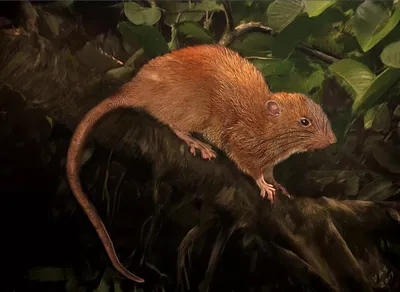 Фотография гигантской крысы в формате WebP, идеальная для скачивания