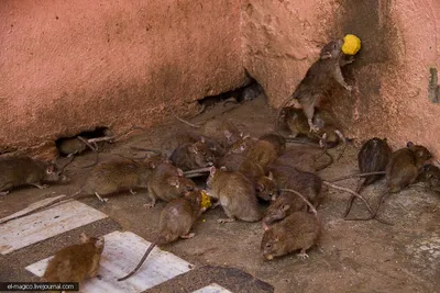 Восхитительная фотография огромной крысы в формате JPG