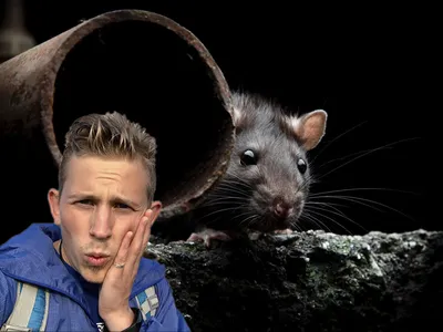 Изумительная картина гигантской крысы в формате PNG