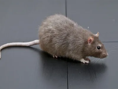 Фото огромной крысы в формате WebP для быстрой загрузки