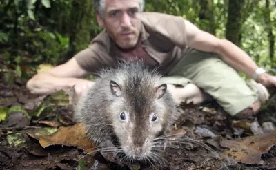 Фотография гигантской крысы для загрузки в формате WebP