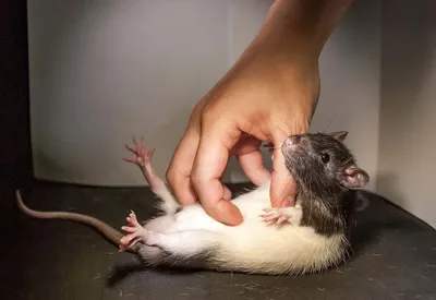 Фотография гигантской крысы в формате WebP, идеальная для скачивания и публикации