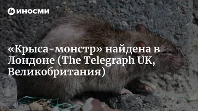 Величественная крыса на фотографии в формате JPG