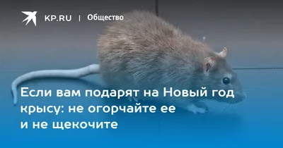 Фото огромной крысы в формате WebP, идеальная для сохранения качества