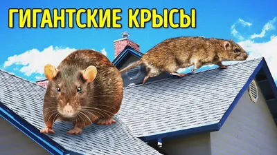 Безупречное изображение самой большой крысы