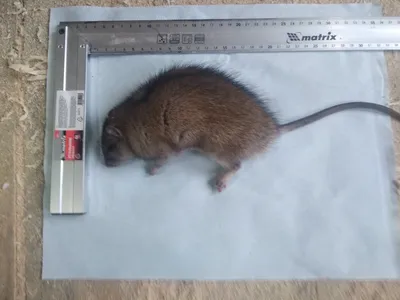 Потрясающее изображение самой огромной крысы