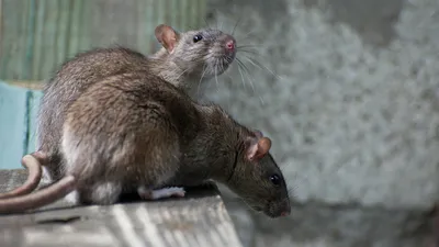 Великолепная фотография огромной крысы в формате JPG