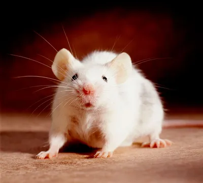 Великолепная крыса на фотографии в формате JPG