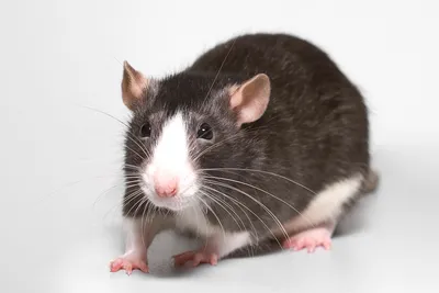 Уникальная картинка самой огромной крысы в формате PNG
