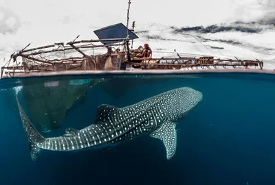 Фото гигантской рыбы, удивляющей своими габаритами