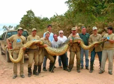 Величественная змея: потрясающее фото
