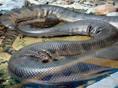 Фотка самой большой змеи: уникальное изображение