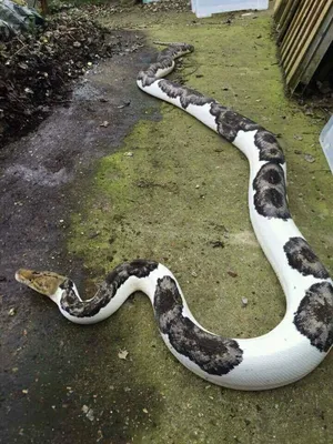 Фотография мощной змеи