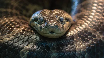 Впечатляющая фотка: самая большая змея