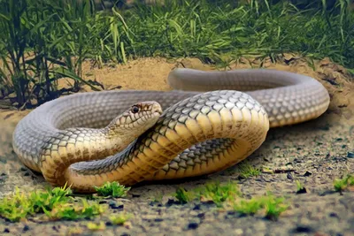 Величественная змея: потрясающая картинка