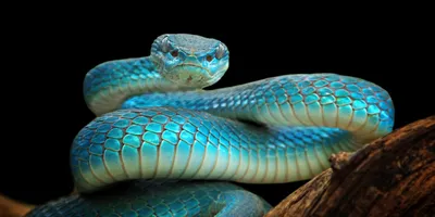 Удивительные размеры: великолепная фотография змеи